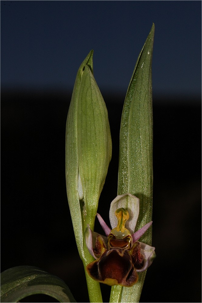 Ophrys picta